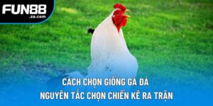 Cách Chọn Giống Gà Đá | Bí Quyết Bắt Chiến Kê Bách Chiến Bách Thắng 1 Cách Chọn Giống Gà Đá | Nguyên Tắc Chọn Chiến Kê Ra Trận