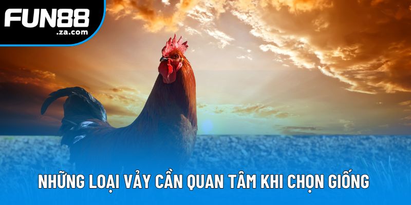 Những loại vảy cần quan tâm tronh cách chọn giống gà đá Những loại vảy cần quan tâm tronh cách chọn giống gà đá