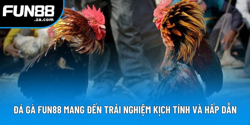 Đá gà Fun88 mang đến trải nghiệm kịch tính và hấp dẫn Đá gà Fun88 mang đến trải nghiệm kịch tính và hấp dẫn