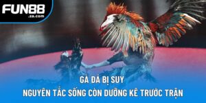 Gà Đá Bị Suy | Nguyên Nhân, Cách Khắc Phục Hiệu Quả Nhất 3 Gà Đá Bị Suy | Nguyên Tắc Sống Còn Dưỡng Kê Trước Trận